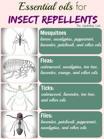 best essential oils for insect repellant